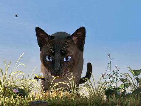 chat aux yeux bleus