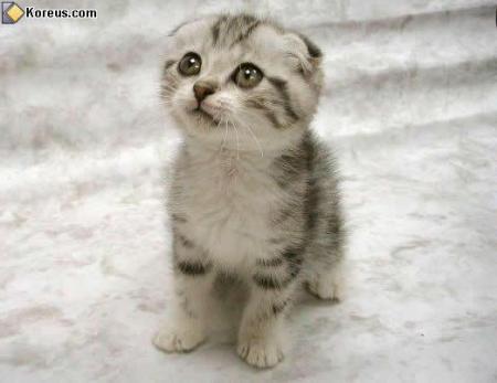 chaton