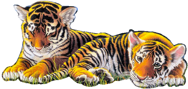adorable tigre