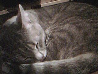 mon chat