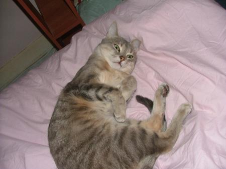 mon chat
