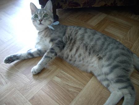 mon chat