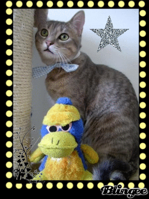 mon chat