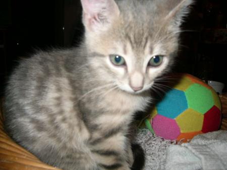 mon chat