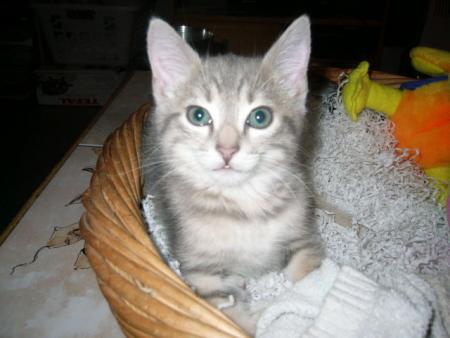 mon chat