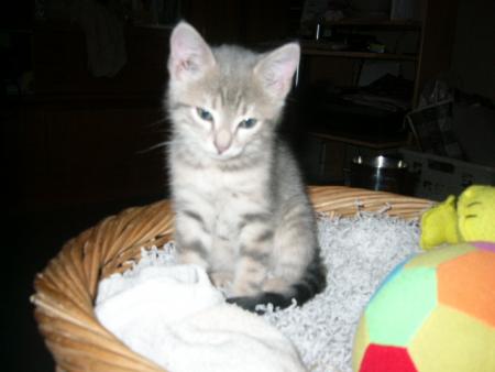 mon chat