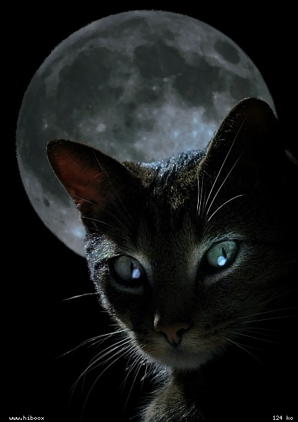 chat noir